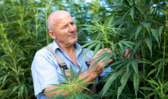 Tips for Growing Grape Ape Cannabis Seeds